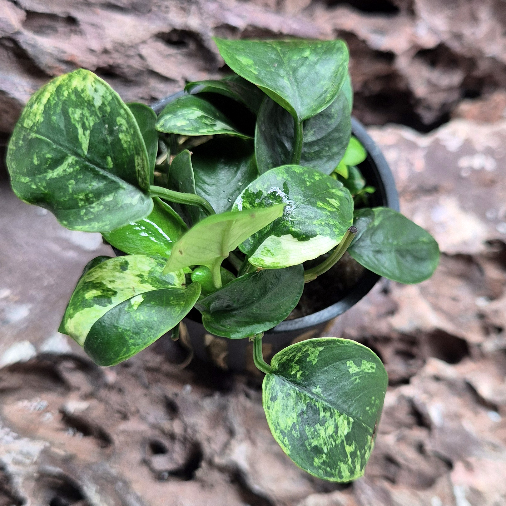 Anubias aquarium - Anubias nana barteri petite nana sur rocher hardscape bac crevettes
