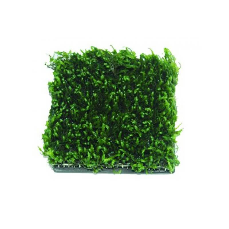 Support de plante déco aquarium - objet céramique végétaliser anubias mousse bucéphalandra décor vivant crevettes