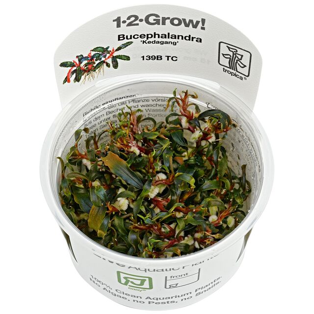 Plantes in vitro aquarium - Tropica 1-2 Grow Dennerle Plant-it Aqua Art contenants stériles sans escargots