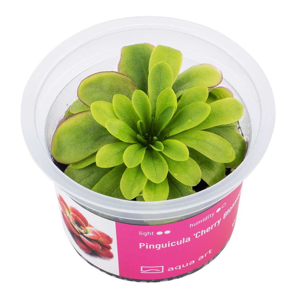 Plantes carnivores terrarium humide - Nepenthes Pinguicula Sarracenia paludarium vivarium