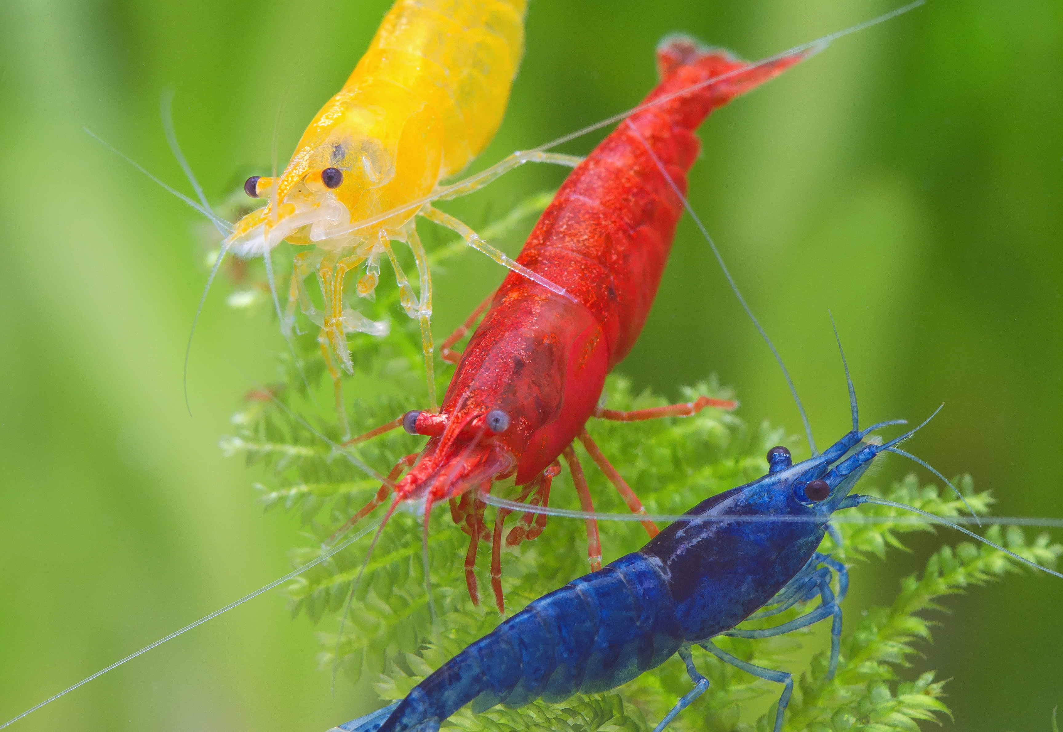 Les couleurs des Néocaridina Différentes variétés de Néocaridina : Red Cherry, Blue Dream, Yellow Fire et Green Jade