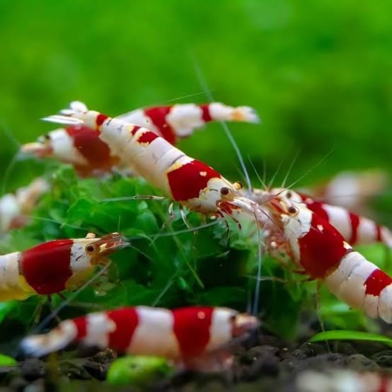 Préparer et mesurer l'eau de ses Caridina Préparation d'eau osmosée reminéralisée au sel GH+ avec mesure de la conductivité pour Caridina