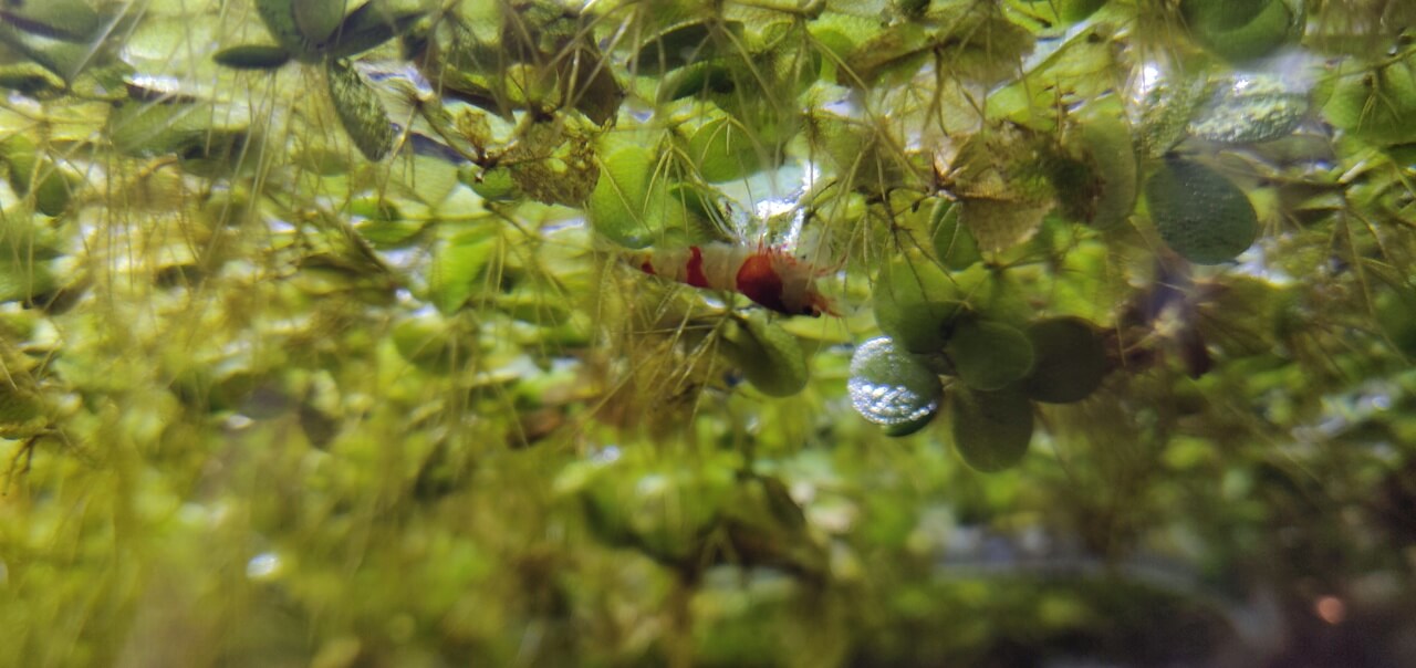 Crevettes d'eau douce sous plantes flottantes — refuges naturels pour juvéniles et biofilm Crevettes sous plantes flottantes aquarium - juvéniles refuges racines Salvinia Limnobium