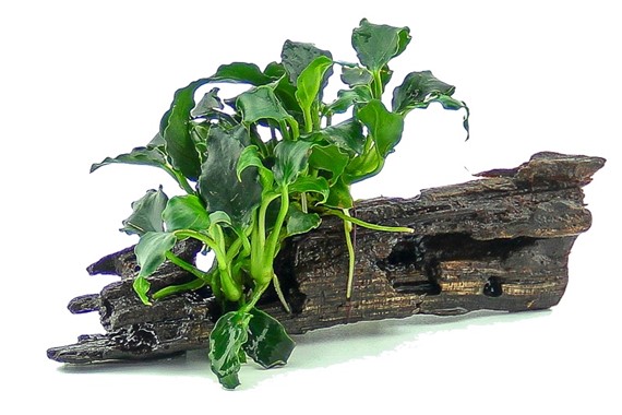 Anubias Bucephalandra Microsorum fixés sur racine aquarium - épiphytes sur support naturel aquascaping