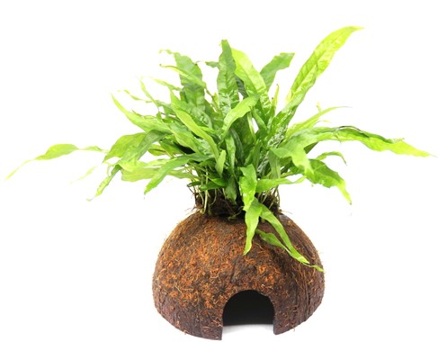 Plantes sur support aquarium — Anubias, Bucéphalandra et mousses fixés sur racine ou noix de coco Plantes aquarium sur racine et noix de coco - Anubias Bucephalandra Microsorum mousses prêts à poser