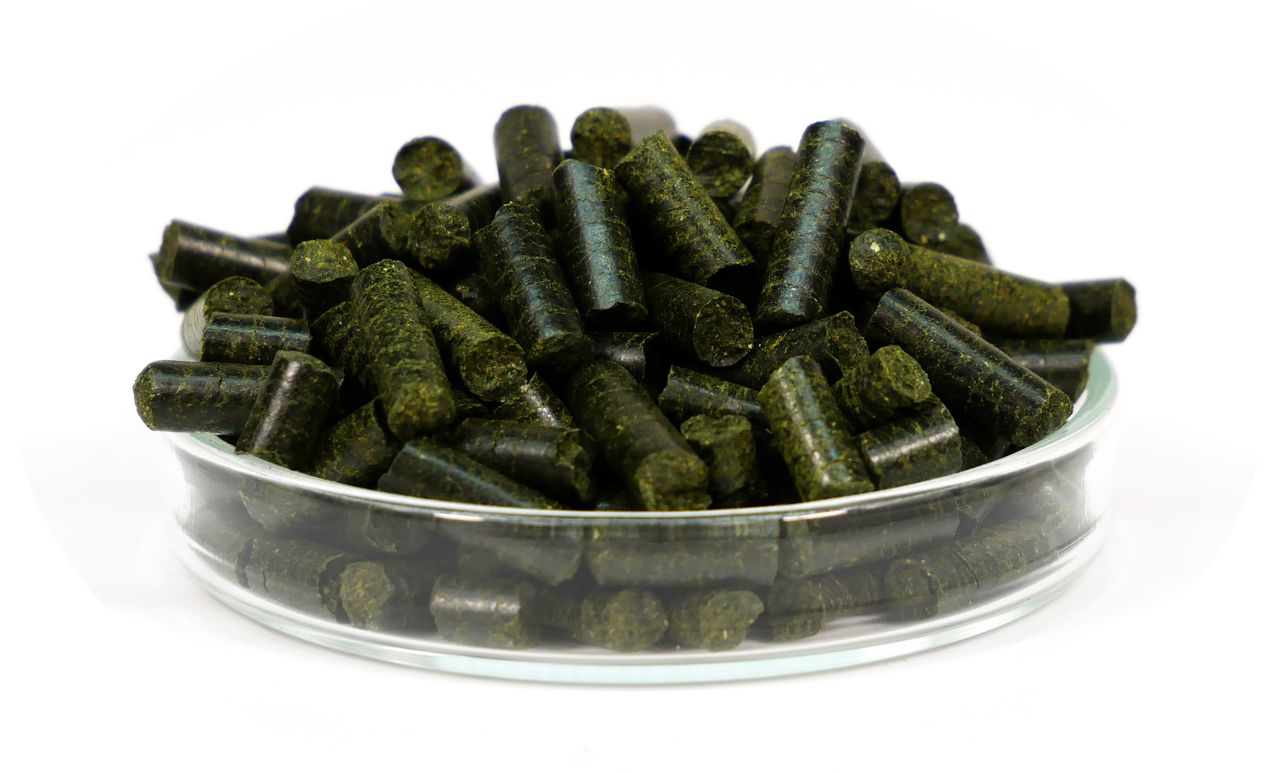 Coupelle nourrissage crevettes - plat nourriture sol propre observation crevettes mangent hygiène eau saine