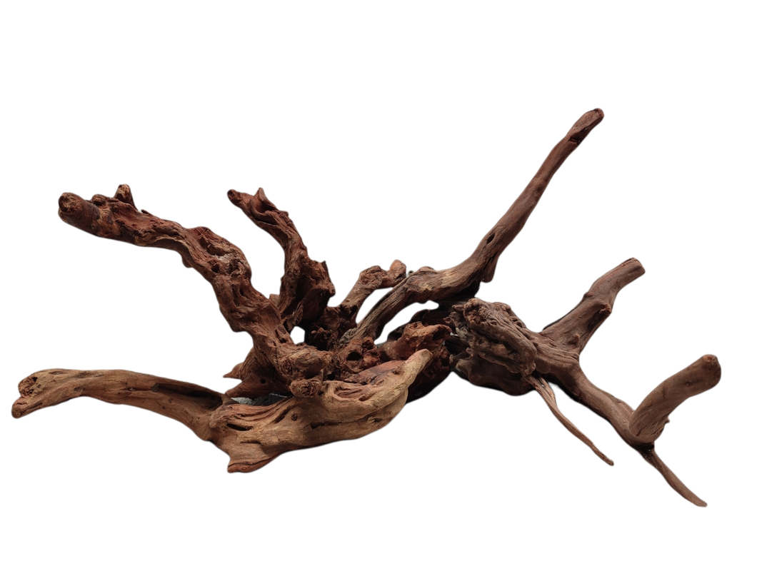 Racine aquarium aquascaping - spider wood racine araignée tanins fixation mousse crevettes décor naturel bois