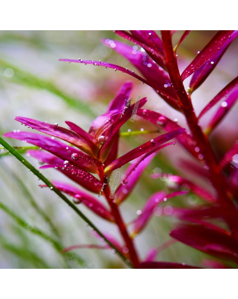 Plantes tiges rouges aquarium conditions - Rotala wallichii rouge CO2 WRGB fertilisation