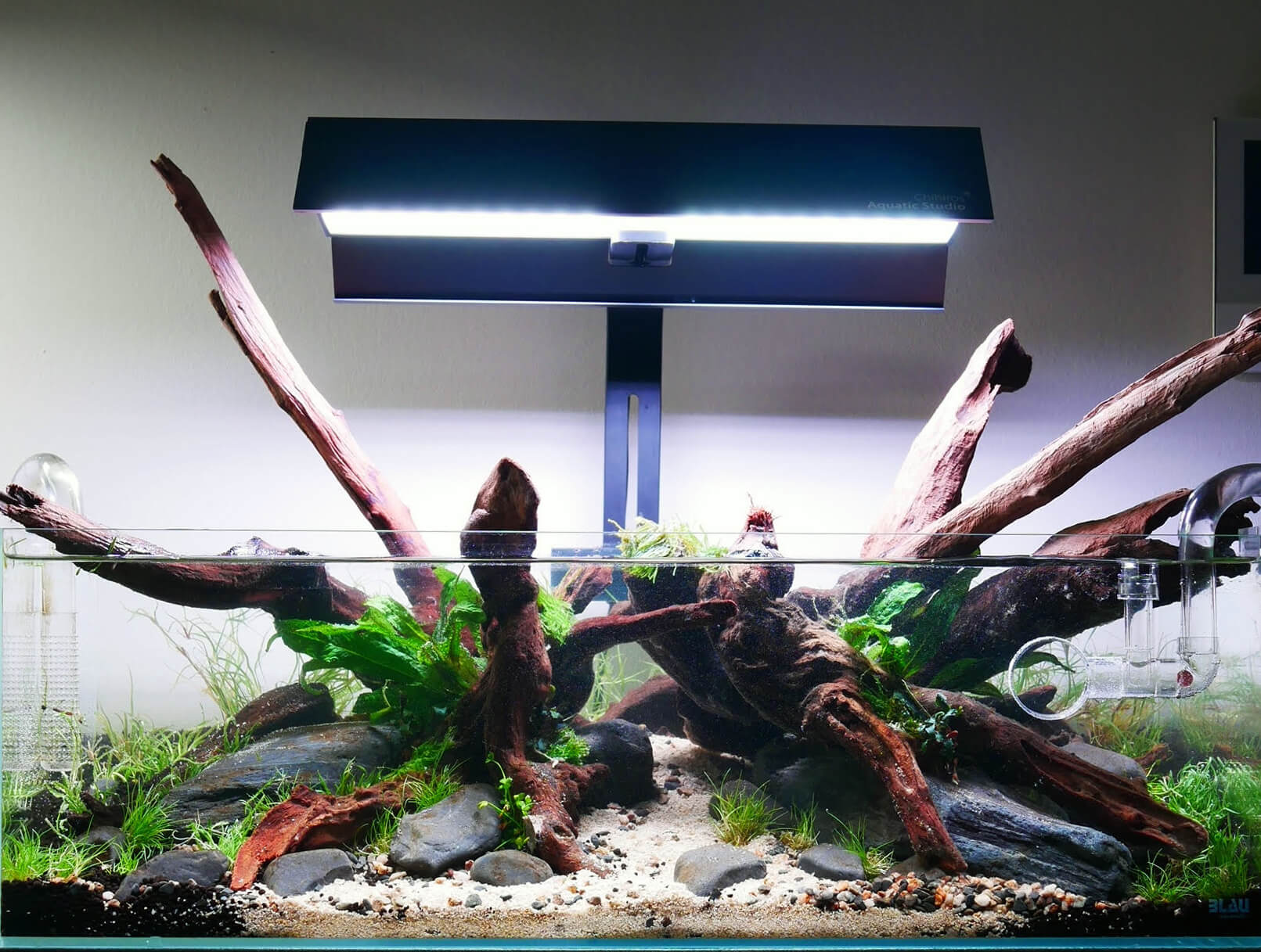 Le Darkstart, une méthode pour bien démarrer votre aquarium - Skaii and  shrimps