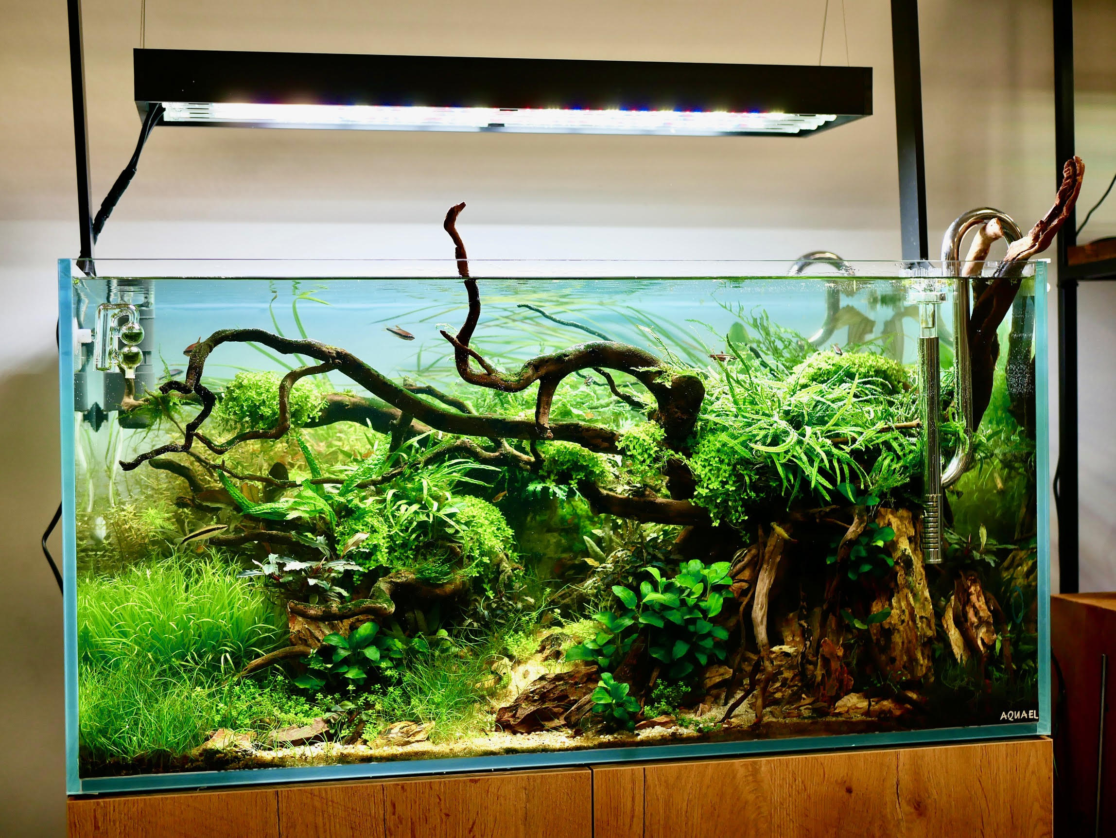 Compensation de l'évaporation d'un aquarium avec de l'eau osmosée pure en été
