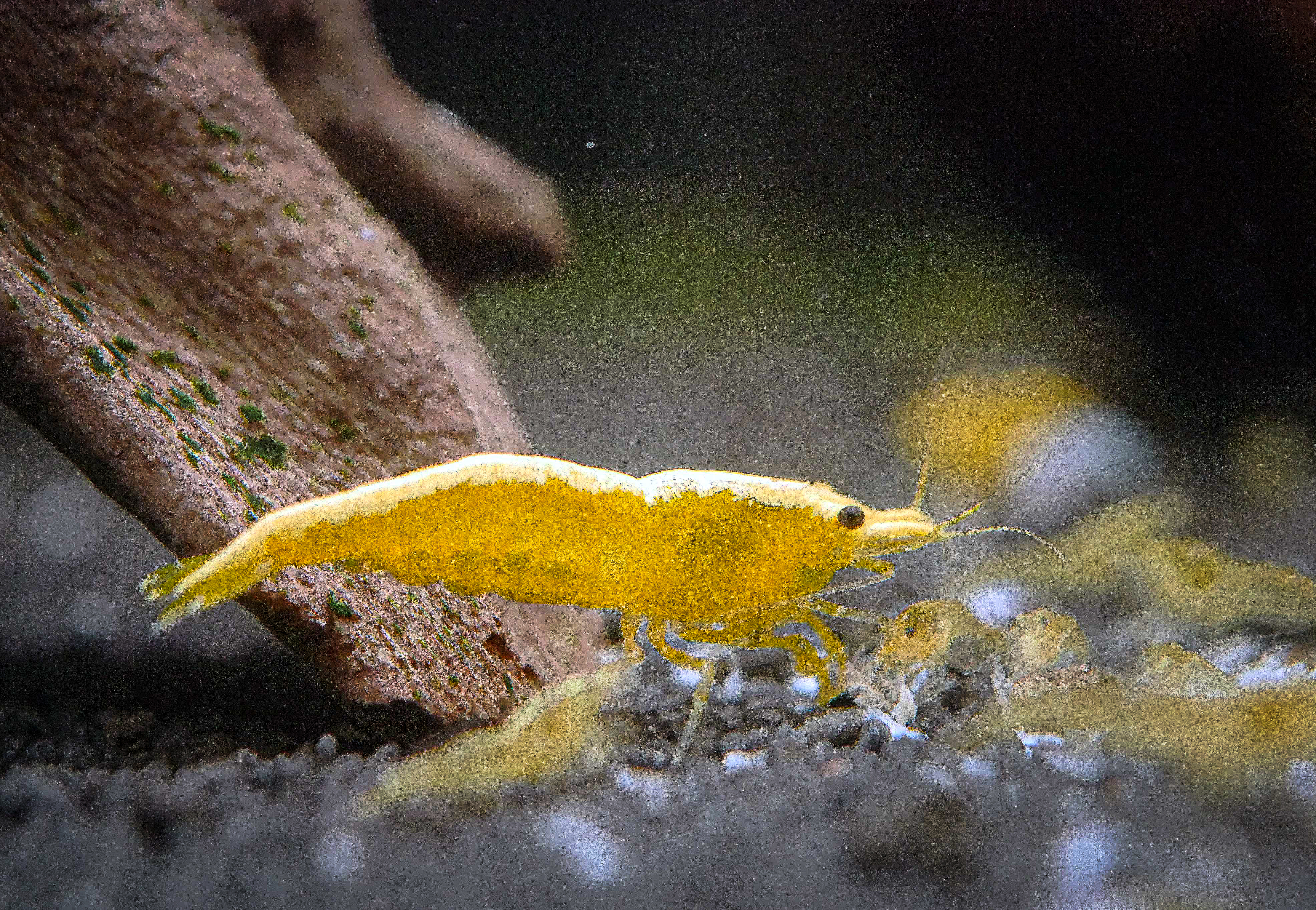 Néocaridina aquarium - Red Cherry Yellow Blue Dream Orange Green crevette couleur robuste débutant élevage français colonie