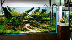 Aquariophilie Générale