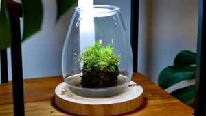 WABI KUSA & Univers Émergé