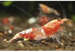 Reminéraliser son eau osmosée : GH+ ou GH/KH+, quel sel pour quelles crevettes ?