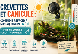 Crevettes et canicule : comment refroidir son aquarium en été (sans risquer le choc thermique)