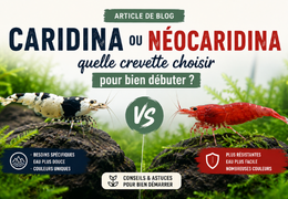 Caridina ou Néocaridina : quelle crevette choisir pour bien débuter ?