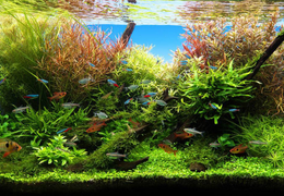 Les différents types d’Aquascaping Les différents types d’Aquascaping
