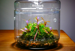 BioArt Ball, réalisez un WABI KUSA facilement!