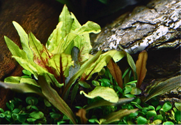 Bien acclimater et maintenir vos plantes IN VITRO et en POT