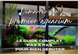 Démarrer son premier aquarium : le guide complet, pas à pas, pour bien débuter