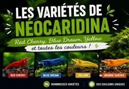 Les variétés de Néocaridina : Red Cherry, Blue Dream, Yellow et toutes les couleurs