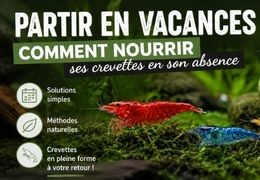 Partir en vacances : comment nourrir ses crevettes en son absence