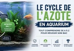 Le cycle de l'azote en aquarium : tout comprendre de A à Z pour réussir son bac