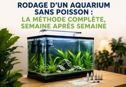 Rodage d'un aquarium sans poisson : la méthode complète, semaine après semaine