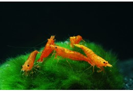Informations sur les crevettes