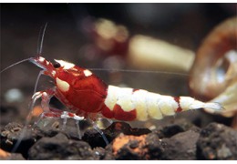 Comment bien acclimater des crevettes d’eau douce ? Guide complet pour débutants