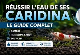 Réussir l'eau de ses Caridina : le guide complet (osmose, reminéralisation, sol actif)