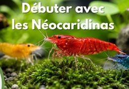 Débuter avec les Néocaridina : le guide complet pour réussir ses premières crevettes