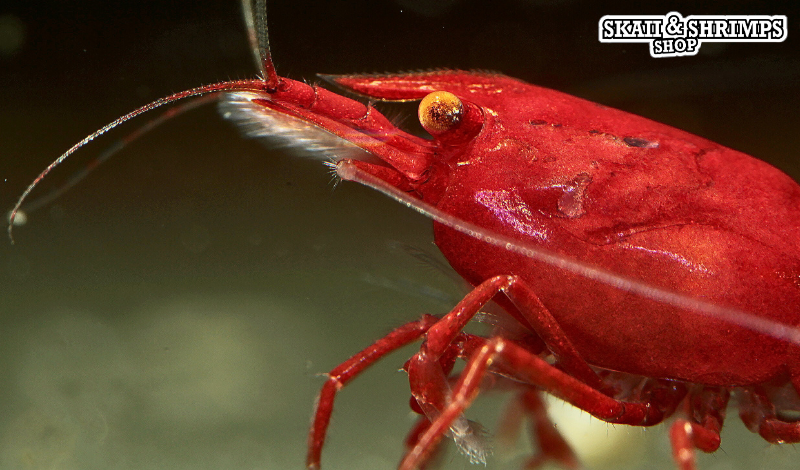 Notre BLOG Aquariophile